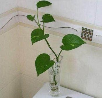 廁所放的植物 仙人下棋